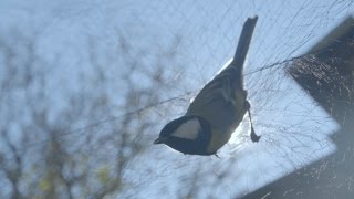 Natural Selection in Action | Life After Chernobyl