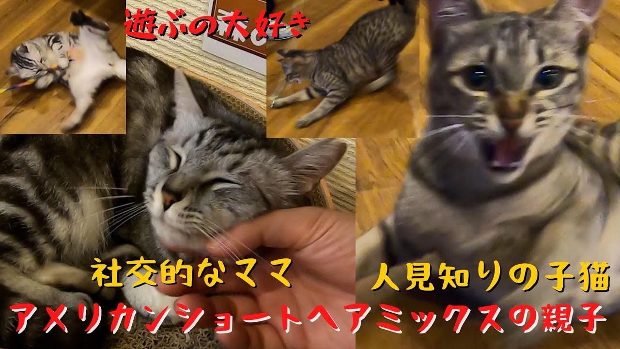 アメリカンショートヘアミックスの親子社交的なママと人見知りの子猫 保護猫カフェ森のねこ舎 Parent And Child Of American Shorthair Mix Youtube