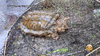 Florida Trappers Catch New Species Of Monster-Sized Suwannee Alligator Snapping Turtles