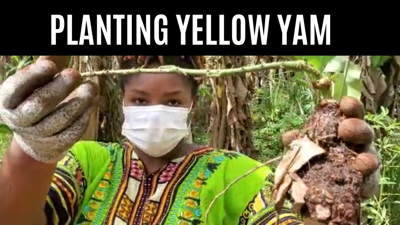 HOW TO PLANT YELLOW YAM YouTube