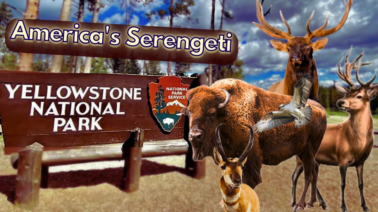 Yellowstone National Park Wildlife A documentary on America's most