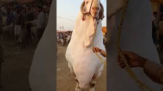 Aisa Bakra Sirf Eid Pe Hi Dekhne Ko Milta