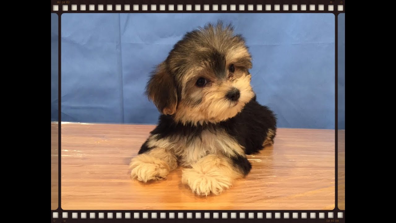 cute morkie puppies youtube