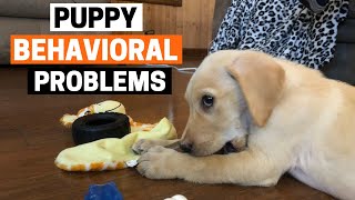 7 Common Behavioral Problems in Puppies (With SOLUTION)