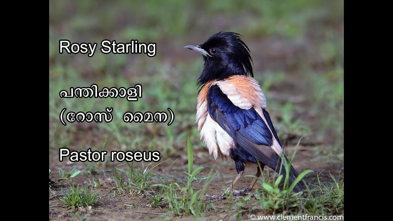 Rosy Starlings പന്തിക്കാളി Pastor roseus റോസ്‌ മൈന
