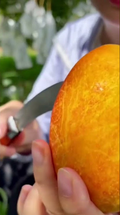 Satisfying vdieo || MuIberry fruit gardenFarm Fresh fruit Cutting | OddIy Satisfying Fruit