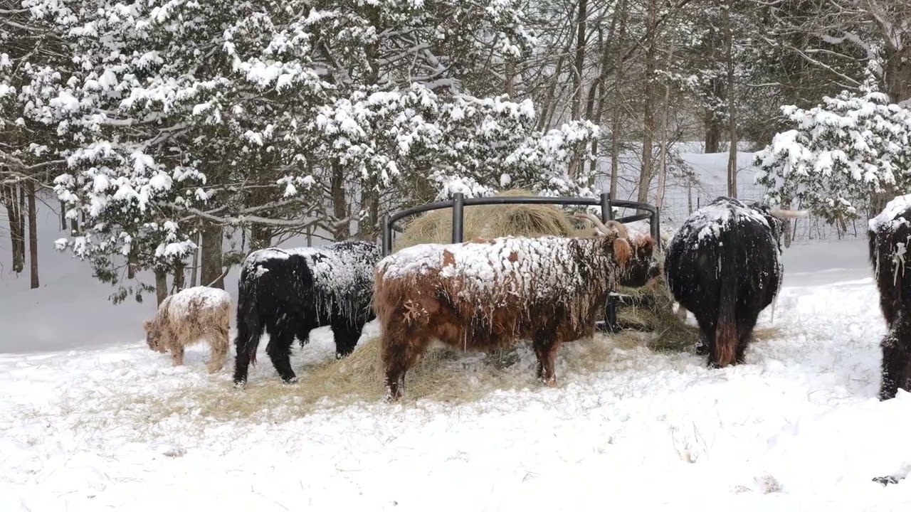 Snowy Coos at Hay Bale | McCallie Highland Coos