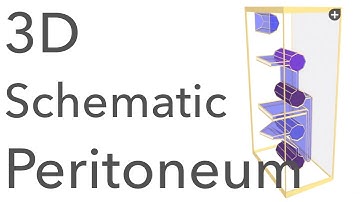 Peritoneum - 3D Schematic Anatomy & Relations
