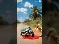 cute duck saves turtle frome accident 🦆🦆#duck #cuteanimals  #shorts
