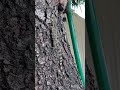 割と大きめのトカゲを捕まえる方法
