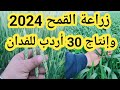زراعة القمح بالطريقة الصحيحة 2024 والحصول علي 30 أردب للفدان بكل سهولة