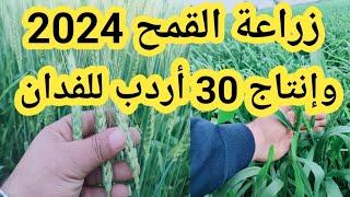 زراعة القمح بالطريقة الصحيحة 2024 والحصول علي 30 أردب للفدان بكل سهولة