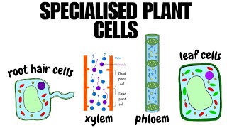 Improve your grades! Understand specialised cells in plants
