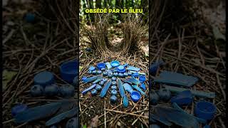 L'OISEAU ARCHITECTE ! 🏗️🐦#oiseaujardinier #bowerbird #naturechoc #biologie #insolite #animaux
