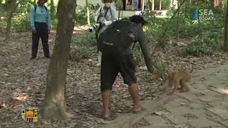 Youtubers Abuse Monkeys at Angkor Wat Unesco Site