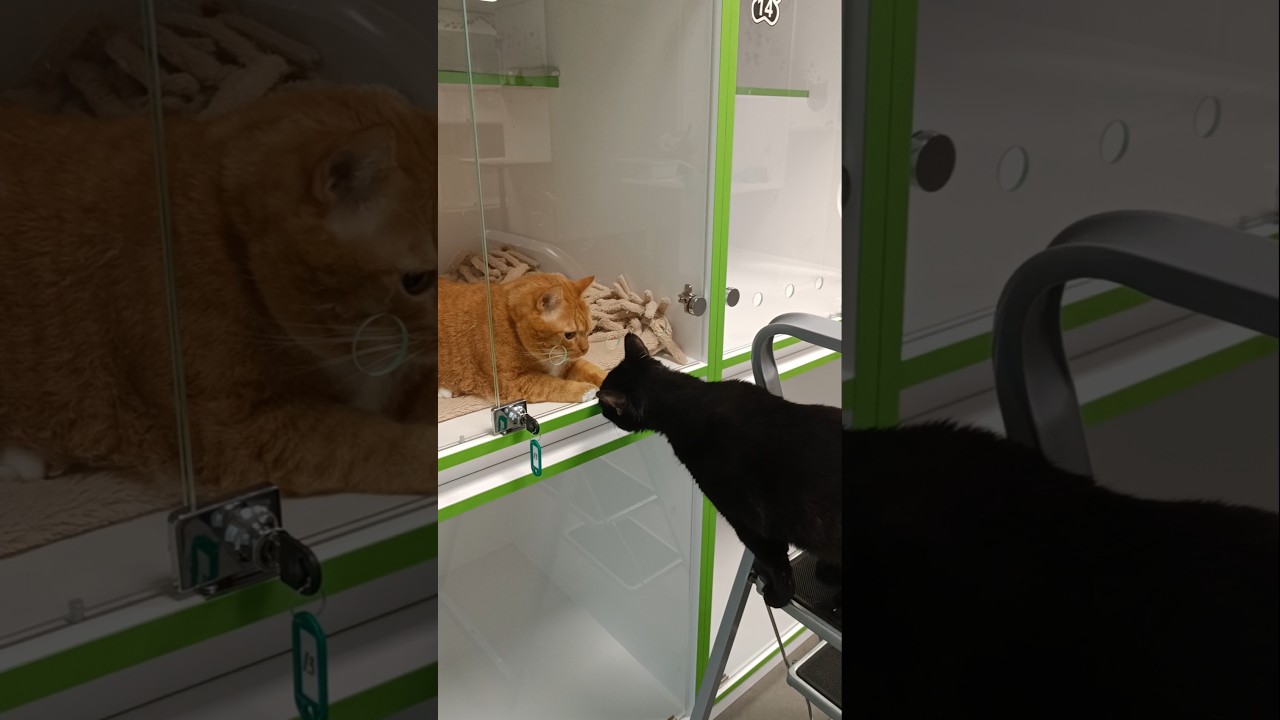 Берендей и Тимофей 