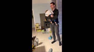 Cat Claws Dad Trying to Climb Him Up, for a Toy, Making Baby Fall but Luckily He Manages to Catch Hi