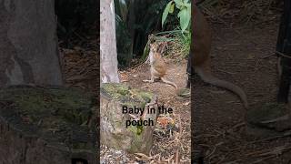 pouch baby! #shorts #short #subscribe #sub #youtube #youtuber #animals #wild #bounce #amazing #2023