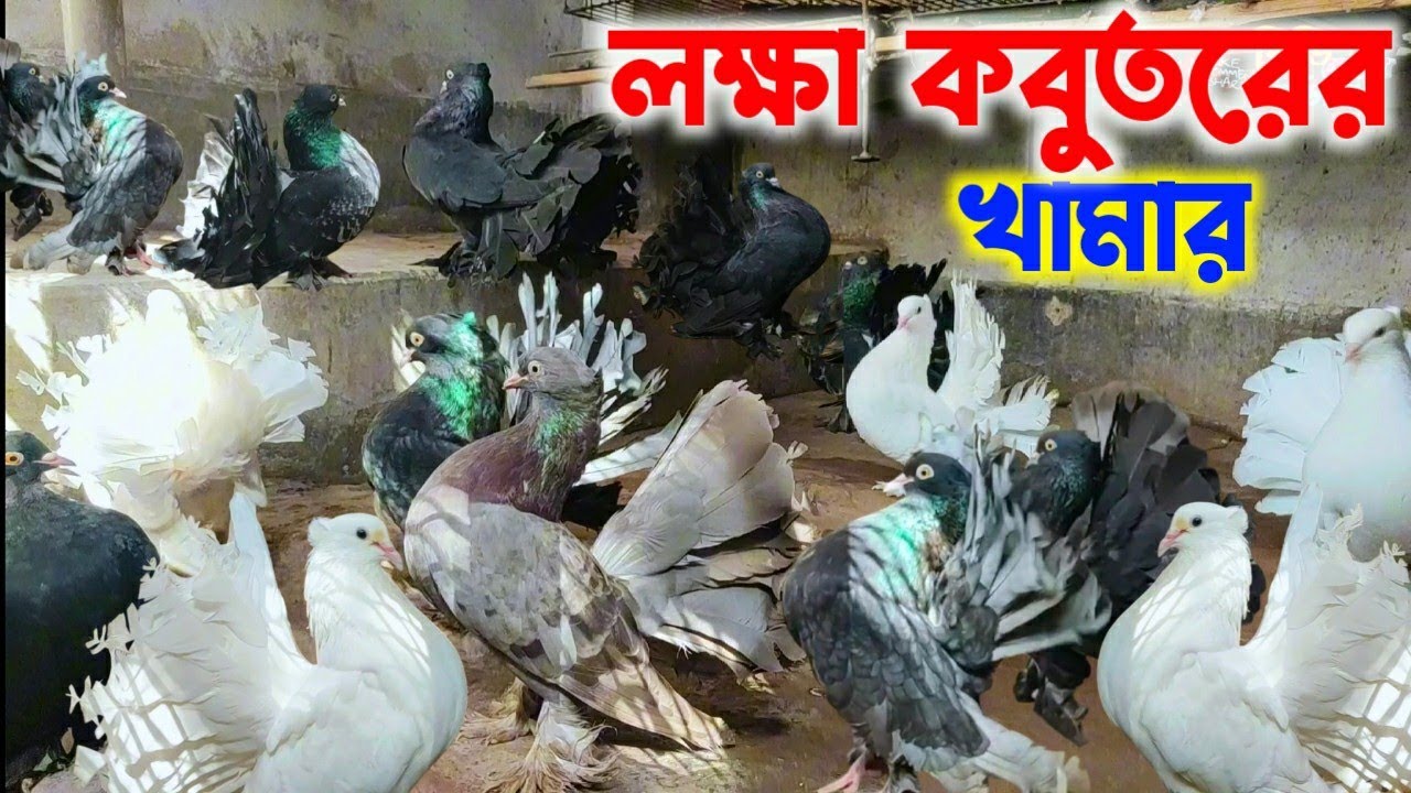 লক্ষা কবুতরের খামার | kobutor paoln | kobutor khamar | pigeon farm in bangladesh