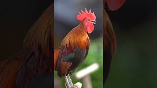 Amazing‼️Suara Ayam Jago Berkokok di Pagi Hari #shorts #animals