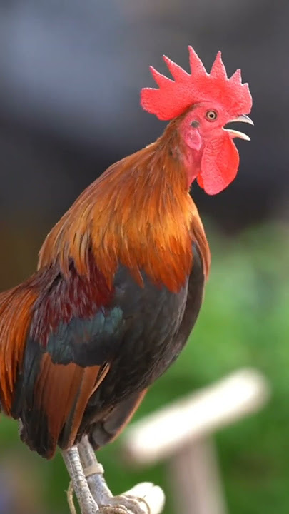 Amazing‼️Suara Ayam Jago Berkokok di Pagi Hari #shorts #animals