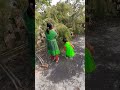 আমলকি গাছে হামলা
