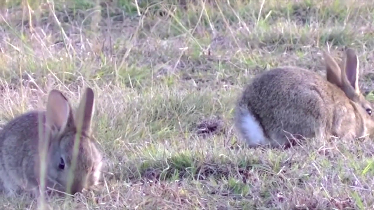 Rabbit Qld Why are rabbits illegal to keep as pets in Queensland? - YouTube