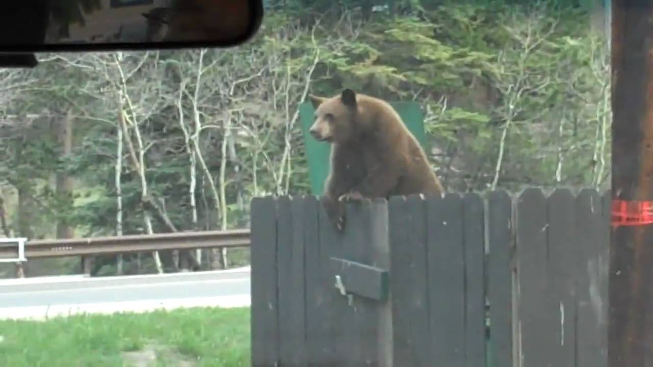 Stupid People Feeding a Wild Bear