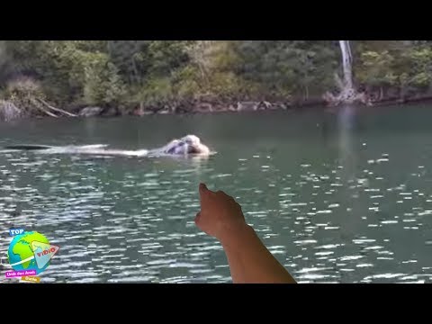 Video: Apakah Monster Dari Danau Neraka Sedang Berburu Turis? - Pandangan Alternatif