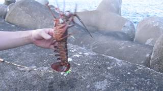 伊勢海老 釣り 15 4 Youtube 伊勢海老 釣り 15 4 Youtube