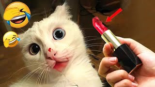 So Funny! Funniest Cats and Dogs  Best Funny Animal Videos # 12