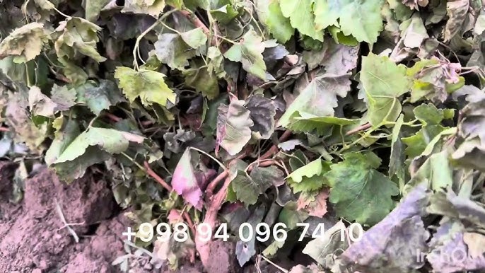 Butun oila bilan rus pornosini tomosha qiling Yalangoch keksa erkaklar