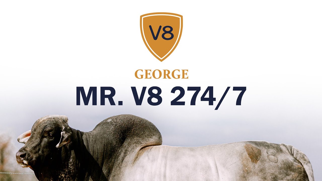 Mr. V8 274/7 