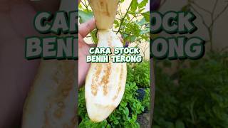 How to stock eggplant seeds at home