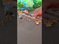 diy mini cow farm house with minions, Rain start