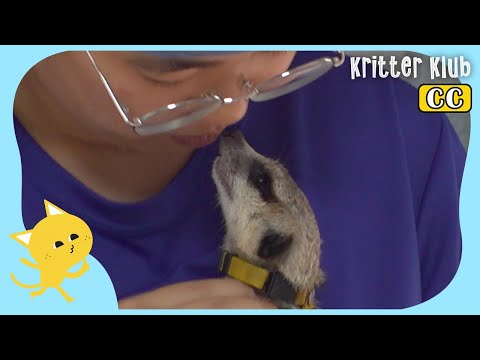 Video: Je meerkats hula nge?