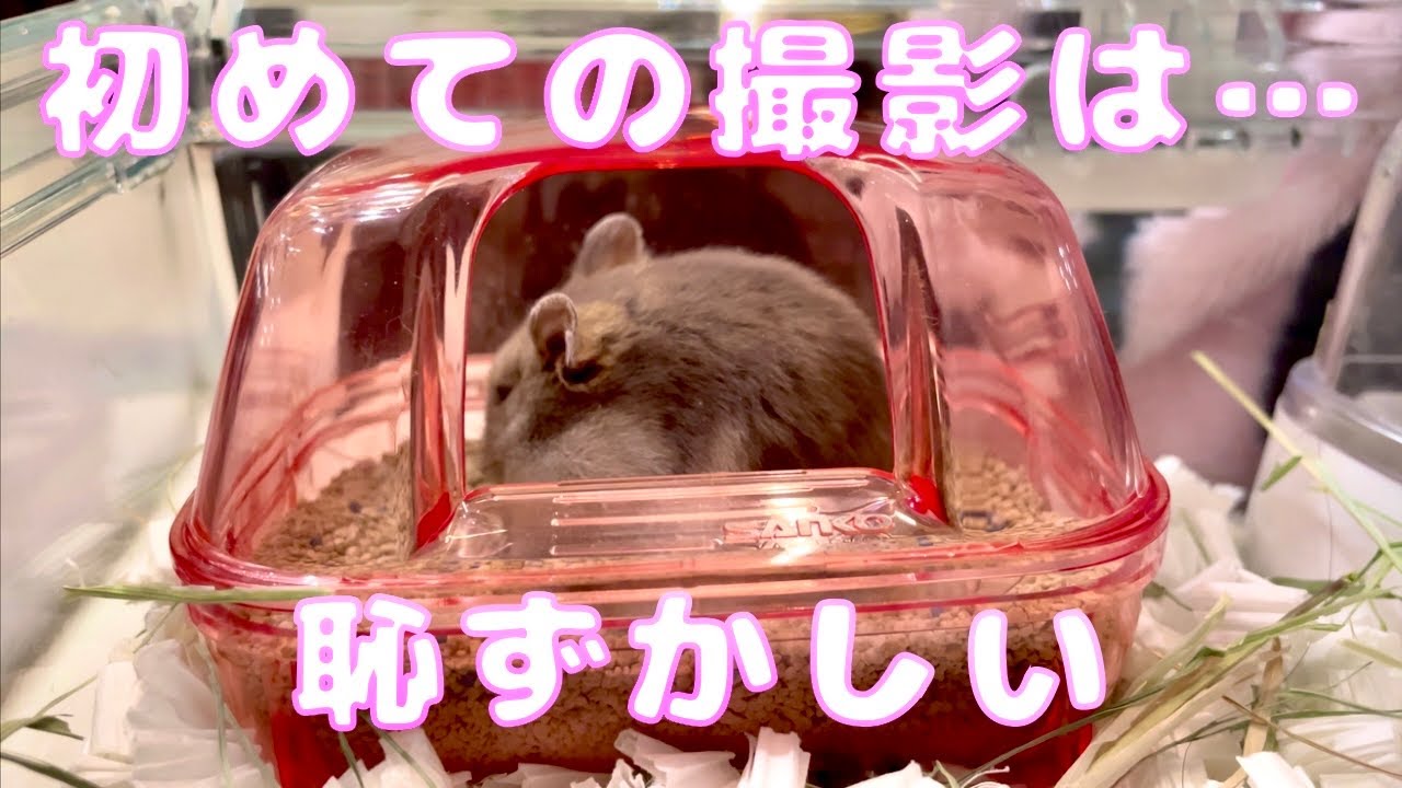 お迎えして1週間のハムスターの様子