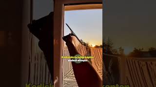 İslam'da Kedi Sahibi Olmak İçin 6 Sebep 🐾 #shorts