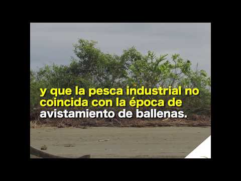 El área protegida que resolvió conflictos entre pescadores artesanales e industriales en Colombia