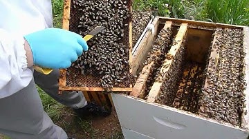 NWNJBA Video Short - Spring Hive Inspection