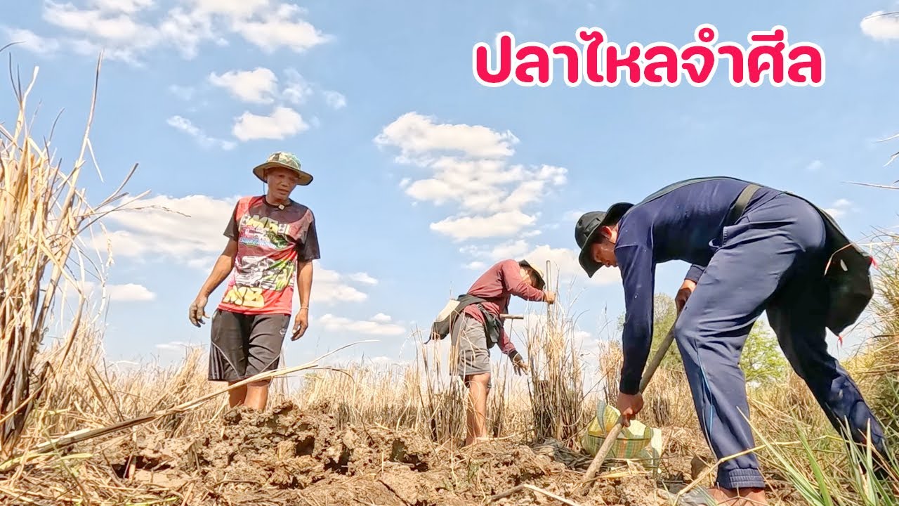 แปลกแต่จริง ขุดปลาไหลจำศีล กลางทุ่งนา ในฤดูแล้ง แบบนี้ก็มีด้วยเหรอ