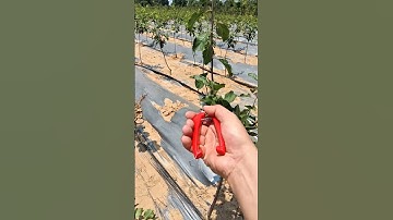 How to Prune a Young apple Tree for Maximum Growth! 🌞"#satisfying #pruning #peach #shortvideo