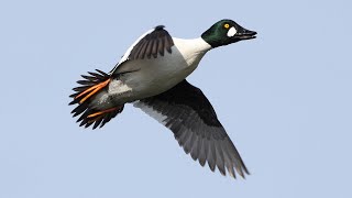 Meet The Artist 2021 Winning Artist Ric Sluiter - Making Of The Common Goldeneye Painting