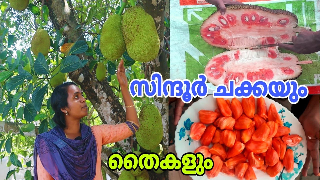 സിന്ദൂർ ചക്കയും തൈകളും വില്പനയ്ക്ക് .. ചക്കയെ കുറിച്ചു കൂടുതലറിയാം. Kerala Agriculture university