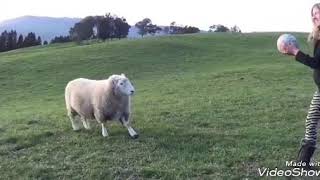 What would you do If you had a sheep? vs. But they....?