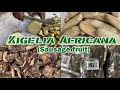 What you dont know about kigelia african sausage fruit