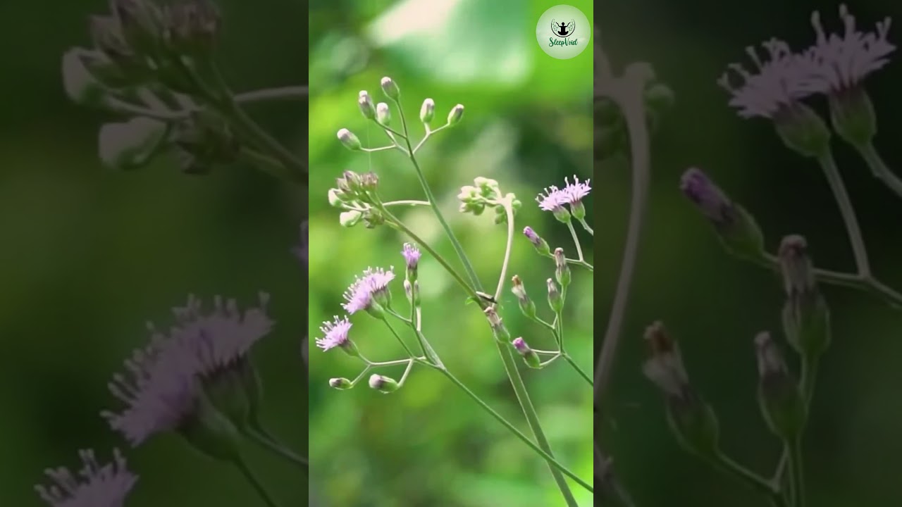 The Power of Nature - Enhance the capacity of Brain cells 