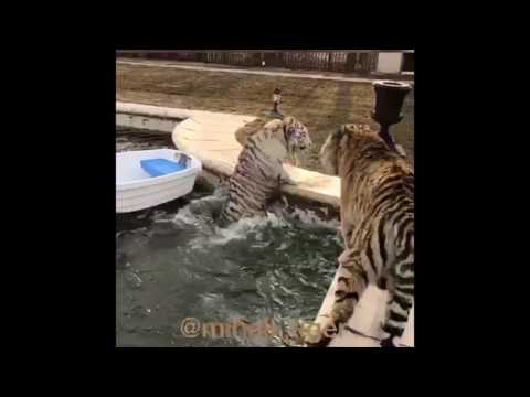 Жизнь Пи. 👳🏻❤️🐯