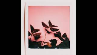 Pan and Zoom Effect: Leaves in a frame