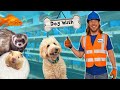 Explore a pet shop  handyman hal works at pet supply plus  learn about animals